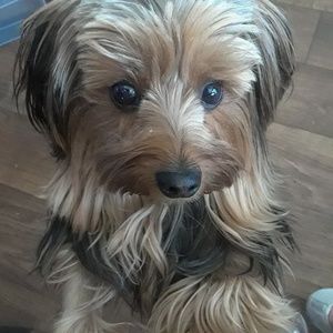 Meet your Posher, Kira